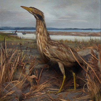 11326719_1610540279230069_775546738_n